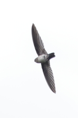 Aerodramus fuciphagus