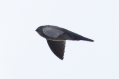 Aerodramus fuciphagus