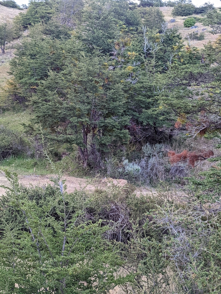 mountain lion