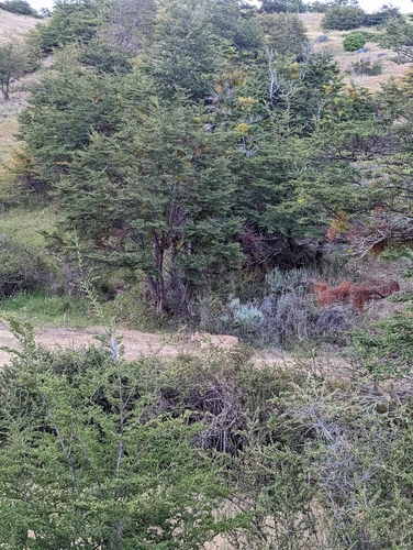 mountain lion