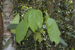 Sterculia villifera