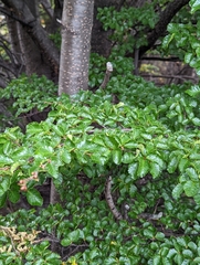 Nothofagus antarctica