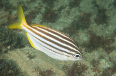 Atypichthys strigatus