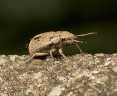 Eurymetopus birabeni