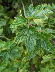 Ribes magellanicum