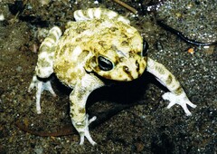 Sclerophrys regularis
