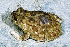 Sclerophrys regularis