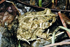Sclerophrys regularis
