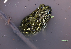 Sclerophrys regularis