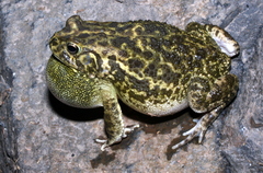 Sclerophrys regularis