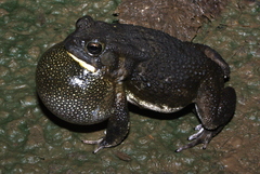 Sclerophrys regularis