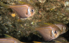 Pempheris compressa
