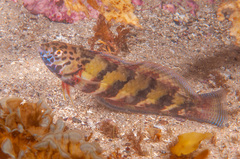 Eupetrichthys angustipes