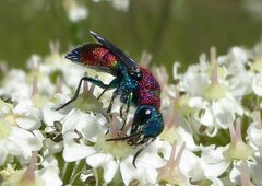 Chrysis viridula
