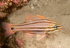 Ostorhinchus limenus