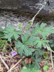 Geranium core-core