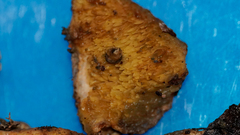 Serpula himantioides