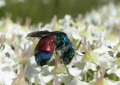 Chrysis viridula