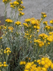 Senecio filaginoides