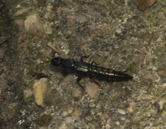 Thyreocephalus