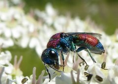 Chrysis viridula