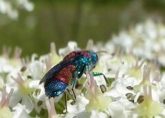 Chrysis viridula