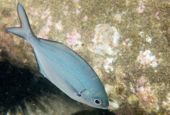 Scorpis lineolata