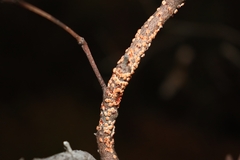 Eriococcus