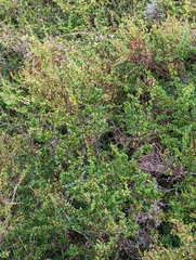 Berberis microphylla