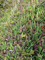 Blechnum penna-marina