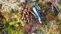 Hygrocybe substrangulata