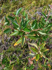 Embothrium coccineum