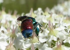 Chrysis viridula