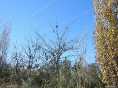 Gleditsia triacanthos