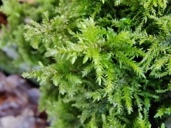 Thamnobryum