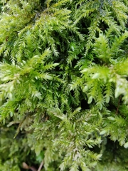 Thamnobryum