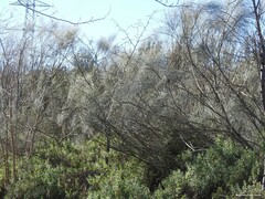 Gleditsia triacanthos