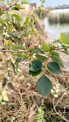 Dalbergia sissoo