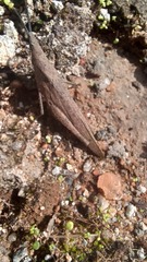 Atractomorpha lata