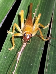 Xanthogryllacris