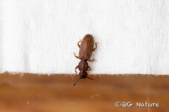 Oryzaephilus surinamensis