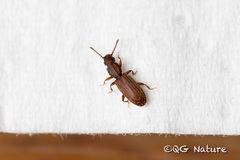 Oryzaephilus surinamensis