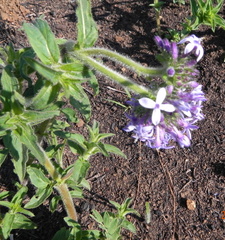 Pentanisia prunelloides