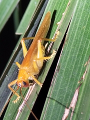 Xanthogryllacris