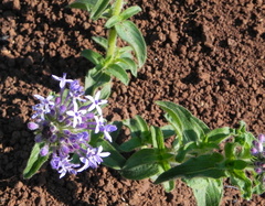 Pentanisia prunelloides