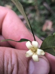 Pittosporum bicolor × undulatum