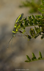 Naupactus sulphurifer