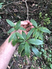 Pittosporum bicolor × undulatum