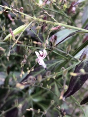 Andrographis paniculata