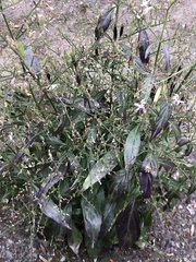 Andrographis paniculata